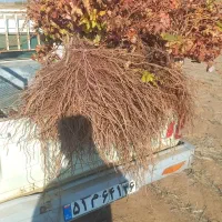 عرضه ی مستقیم انواع نهال انگور|خدمات باغبانی و درختکاری|سبزوار, قصبه غربی|دیوار