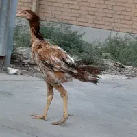 جوجه لاری|حیوانات مزرعه|رباط‌کریم, شهرک صنعتی نصیرآباد|دیوار