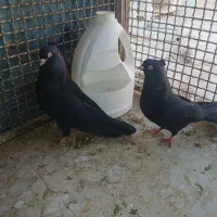 زاغ چشم ونوک پنچه آبادانی|پرنده|نجف‌آباد, یزدانشهر|دیوار