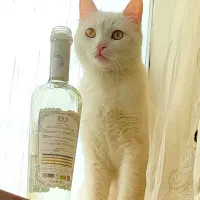 گربه نژاد ترکیش