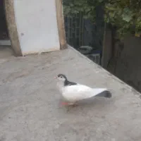 کفتر خالدم پرشی