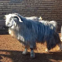 پازن دوبر چبش