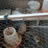 ۸ عدد بلدرچین