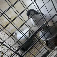 کفتر سینه سار  ساده|پرنده|مشهد, کوی سیدی|دیوار
