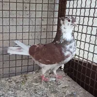 کبوتر|پرنده|نهاوند, |دیوار