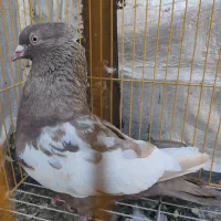 کبوتر سینه قهوه ای