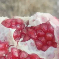 انار رباب|عمده‌فروشی|فسا, |دیوار