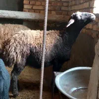 گوسفند|حیوانات مزرعه|بزینه رود, |دیوار