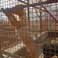 نژاد پیت بول|سگ|نوشین شهر, |دیوار