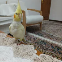 عروس هلندی سالم