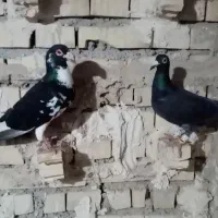 کفتر جوجه کشی|پرنده|چاپشلو, |دیوار