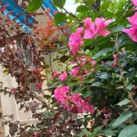 فروش خانه (منظریه)