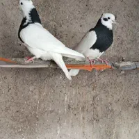 کفتر جوجه|پرنده|قم, باغ شریفی|دیوار