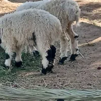 یک عدد گوسفند