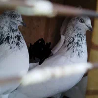 دو عددشیخ ماده