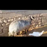 فروش قوچ|حیوانات مزرعه|ششده و قره بلاغ, |دیوار