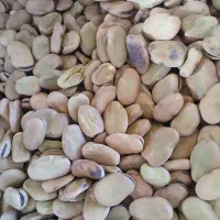 باقالی درجه یک|عمدهفروشی|چورزق, |دیوار