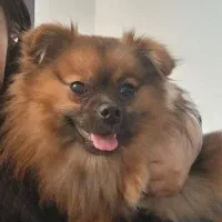 سگ نر بالغ پامر خرسی سایز ریز