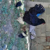 جوجه مرغ و مرغ و اردک و بوقلمون ماده