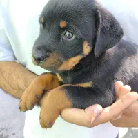 ارتش تک نفره توله روت امریکایی|سگ|کرج, شاهینویلا|دیوار