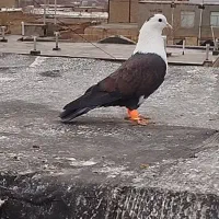 کفتر|پرنده|مشهد, کارگران|دیوار