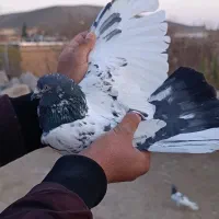 کفتر|پرنده|اصلاندوز, |دیوار