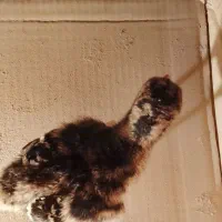 یه دونه جوجه بوقلمون برنز|حیوانات مزرعه|همدان, |دیوار