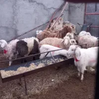 یک‌گوسفند گم‌شده