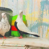 فروش کبوتر