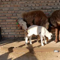 گوسفندبره دار جوان|حیوانات مزرعه|سیمین شهر, |دیوار