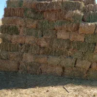 علف یونجه پرس خالص دست اول