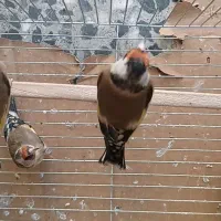 سهره دورگ گل بلند بسیار زیبا|پرنده|شیراز, باغشهر قصر سبز|دیوار