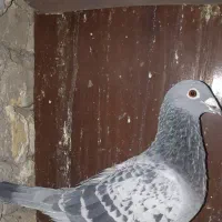 سبز پلاکی