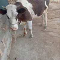 گاو وگوساله|حیوانات مزرعه|پلدختر, |دیوار