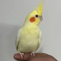 جفت مولد عروس هلندی سخنگو