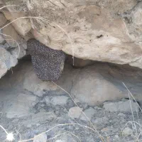 عسل کوهی