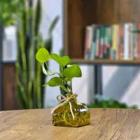 استخدام نیروی خدمات(آبدارچی ونظافت)شرکت استارتاپی