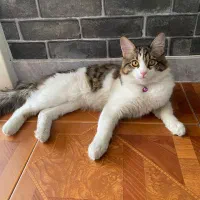 سرپرستی گربه DSH