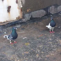 کفتر|پرنده|مشهد, کوشک مهدی|دیوار