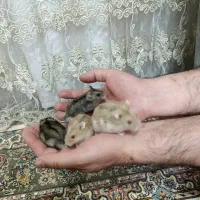 همستر کمپل مینیاتوری