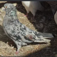 سور ماده