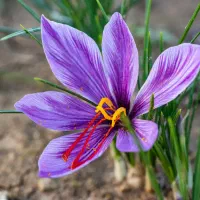 گل زعفران خوب