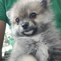 پامر سایز کوچک