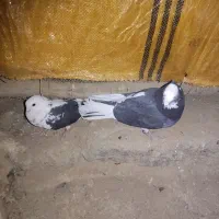 گبوتر شازده فروشی|پرنده|فرخ‌شهر, |دیوار