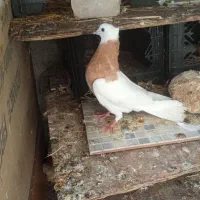 کبوتر