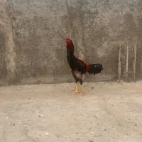 خروس لاری