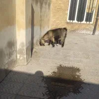 بزوبزغاله نر 95000وچراغ|لامپ و چراغ|آبدانان, |دیوار