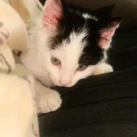 گربه DSH واگذاری