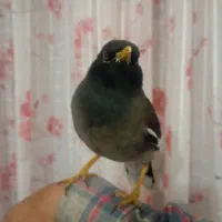 مرغ مینا کاملن دستی بازیگوش سخنگو|پرنده|مرودشت, مجد آباد|دیوار