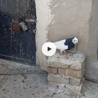 طوقی سیاه نر|حیوانات|تاکستان, |دیوار